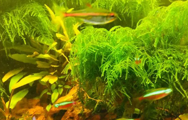 水草缸鱼缸调理水质土方法效果很好