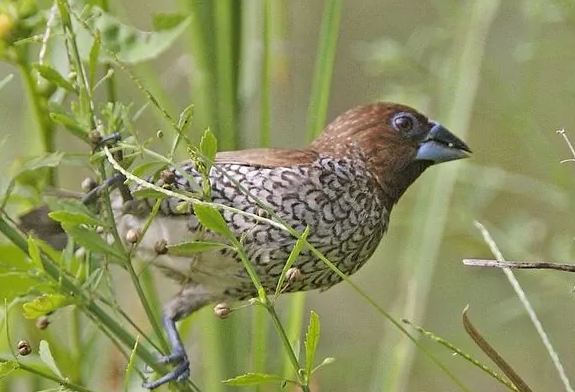 想养斑文鸟的人看过来,它不仅价格便宜,而且很好养! 想养斑文鸟的人看过来,它不仅价格便宜,而且很好养!