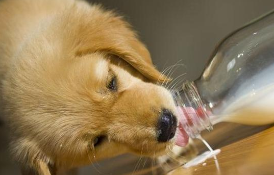 萌宠饲养攻略:狗狗吃钙片的最佳时间 萌宠饲养攻略:狗狗吃钙片的最佳时间