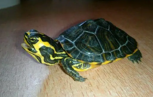 黄腹滑龟多少钱一只？想养的人来看看吧