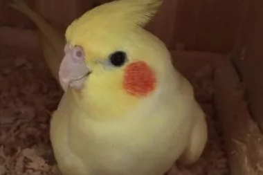 玄凤鸟会说话吗?主人来看看吧 玄凤鸟会说话吗?主人来看看吧