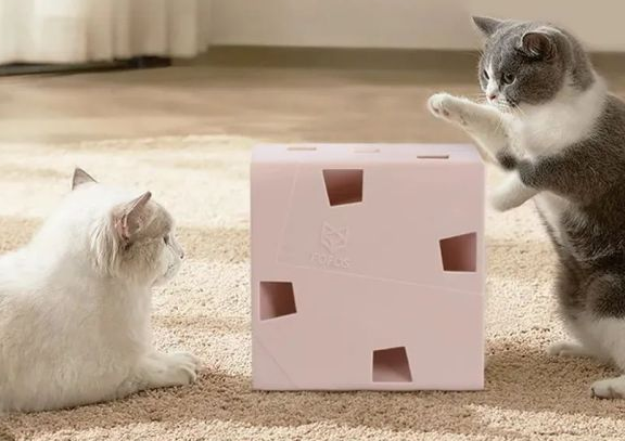 头部宠物外贸企业孵化，“fofos两只福狸”月销百万的秘诀