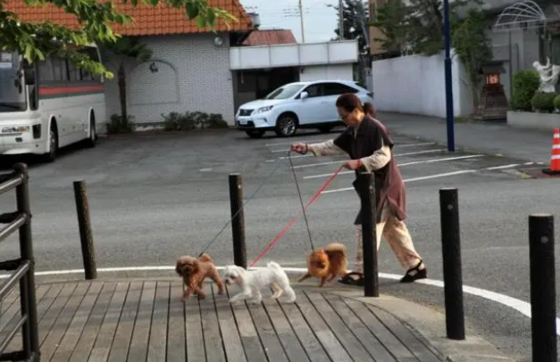 狗子的生命线牵引绳究竟应该怎么选？老司机给你解答！