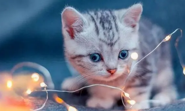 猫营养膏可以天天吃吗