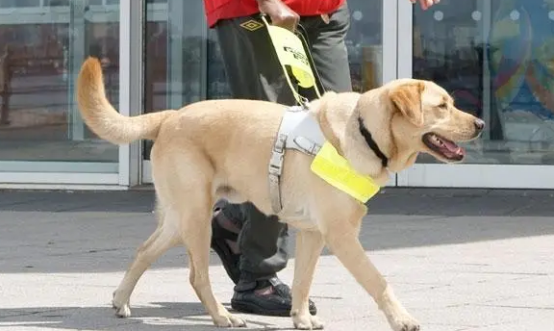为什么导盲犬会选这些品种？原来是这样
