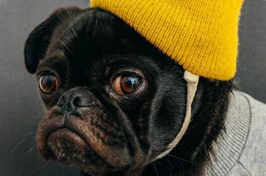 法斗犬小时候很调皮，那么什么时候会不调皮呢？