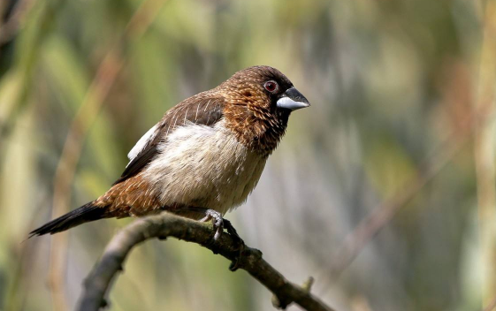 白腰文鸟多少钱一只，这里告诉你答案！