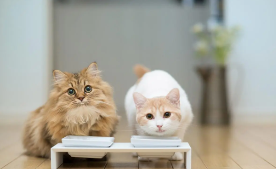 猫开心的表现和不开心的表现是什么样的？