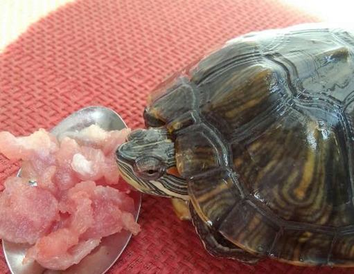 今日解析：锯缘龟吃什么东西