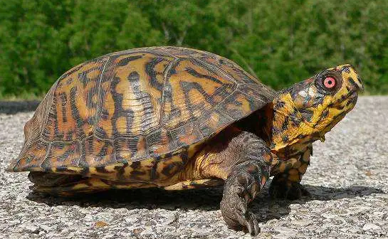 卡罗莱纳箱龟如何饲养？饲主来学习下吧