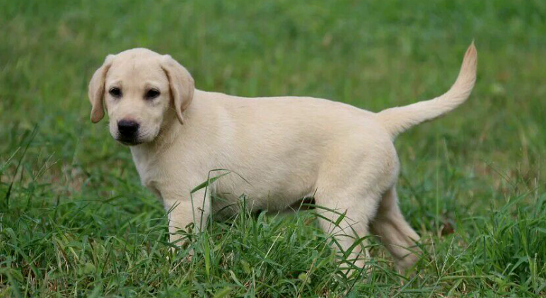 拉布拉多是什么犬种？看完这篇文章你就知道了