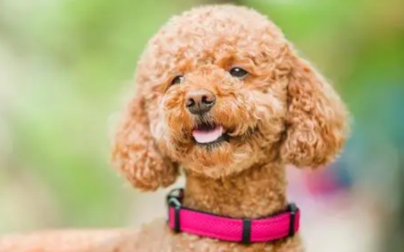 分享养宠经验：泰迪耳螨用什么药好