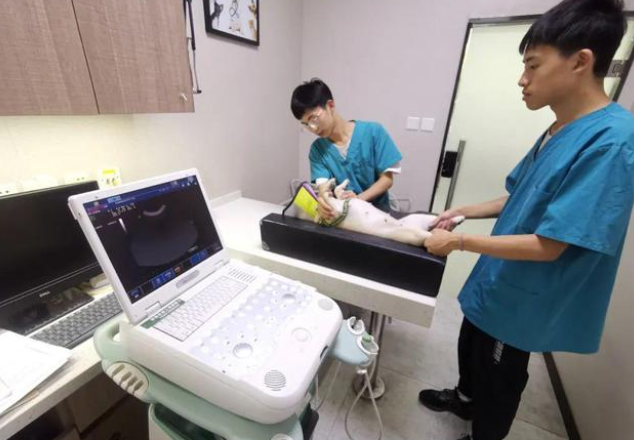 宠物看病比人贵?揭秘中国宠物医疗发展史 宠物看病比人贵?揭秘中国宠物医疗发展史