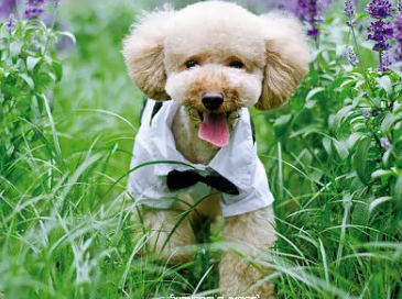 怎么让狗狗不乱吃东西?我来告诉你~ 怎么让狗狗不乱吃东西?我来告诉你~