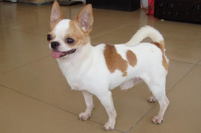 《汪汪队立大功》里面的狗，叫什么名字?