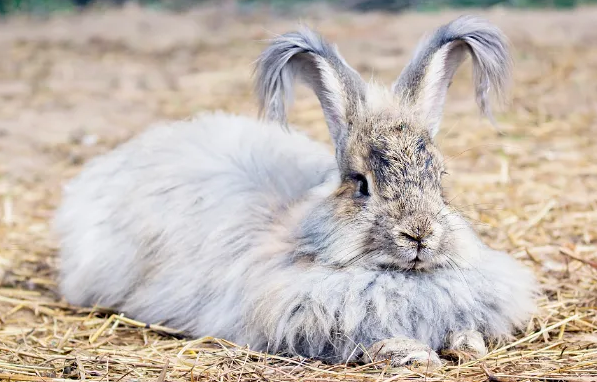 养宠小科普：安哥拉长毛兔可以当宠物吗？