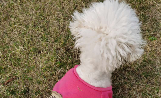 犬心保高效KO体内寄生虫,防止人畜共患 犬心保高效KO体内寄生虫,防止人畜共患