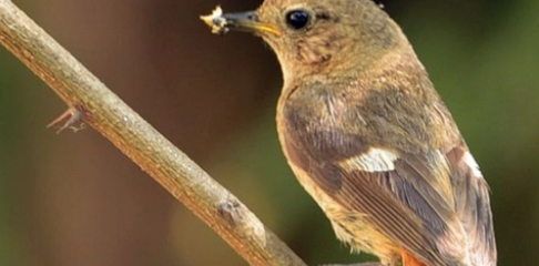 北尾红鸲雏鸟怎么养比较好？