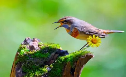 蓝点颏鸟吃什么增色比较好？都有哪些
