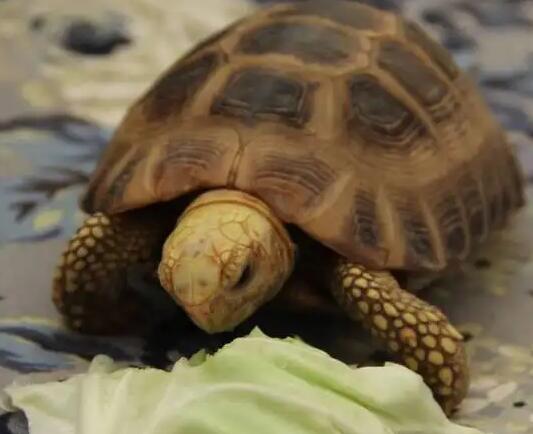 谁说陆龟不认主?特拉凡柯陆龟第一个不服 谁说陆龟不认主?特拉凡柯陆龟第一个不服