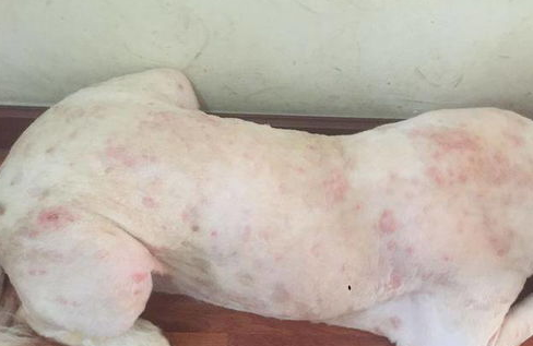 养健康狗需驱除六种寄生虫吗?来看看吧 养健康狗需驱除六种寄生虫吗?来看看吧