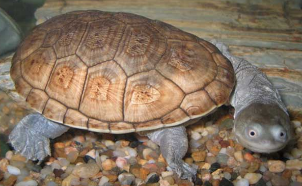 长颈龟适合的温度是多少？来看看吧~