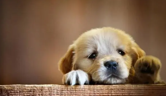 带你了解,狗能吃地瓜吗? 带你了解,狗能吃地瓜吗?