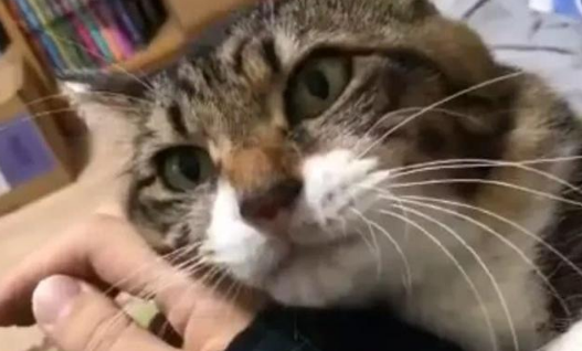 猫咪被粘鼠板粘住了怎么办?正确的方法都在这里 猫咪被粘鼠板粘住了怎么办?正确的方法都在这里