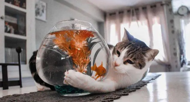 给猫咪吃什么粮好?干粮or湿粮?不用再纠结! 给猫咪吃什么粮好?干粮or湿粮?不用再纠结!