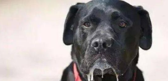 狗狗嘴巴里有股腐臭味，来告诉你答案