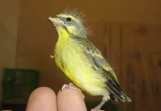 金青鸟和吉达鸟哪个好？来了解下吧