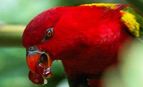 喋喋吸蜜鹦鹉多少钱？价格因地而异