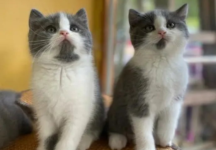 两只蓝白会生出蓝猫吗?铲屎官了解一下 两只蓝白会生出蓝猫吗?铲屎官了解一下