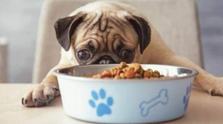 狗粮的保质期是多久,来了解下吧 狗粮的保质期是多久,来了解下吧