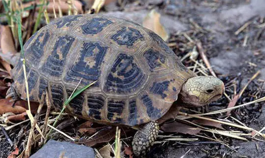 陆龟死了怎么处理，宠主们一定得知道！
