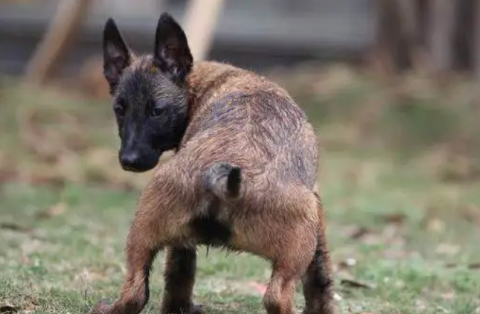 幼年马犬怎么看纯不纯？有人知道吗？