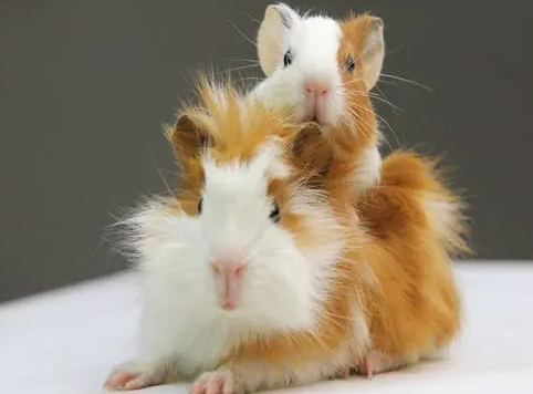 荷兰猪需要打疫苗吗？不知道的来瞧瞧