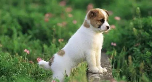 狗狗体外驱虫药这样选，拜宠爽专业防叮咬