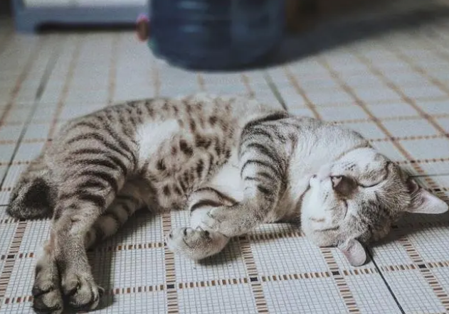 给猫换猫粮是必须的吗?多久换一次? 给猫换猫粮是必须的吗?多久换一次?