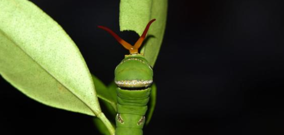 说说笼养鸟的昆虫饲料