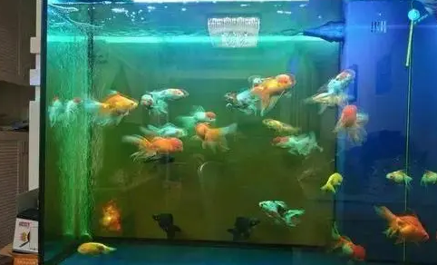 鱼缸水质怎么判断好坏？鱼缸水质变差怎么处理？