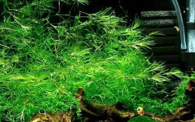 水草极易饲养，在鱼缸里可长成一片小树林