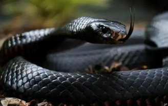 黑曼巴蛇长什么样子？这篇文章给你答案！