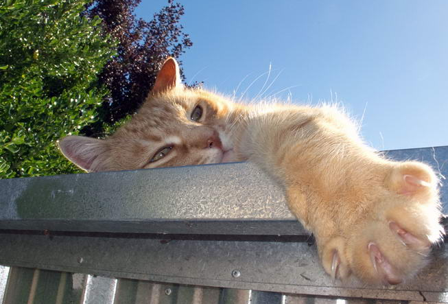 猫不晒太阳会怎样?铲屎官们知道吗? 猫不晒太阳会怎样?铲屎官们知道吗?