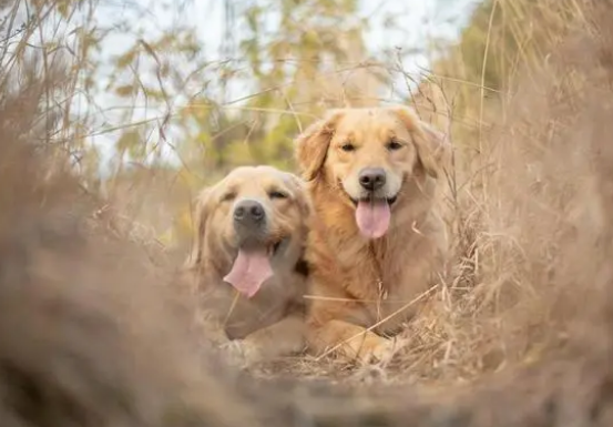 狗狗驱虫多久一次？体内体外驱虫如何进行？