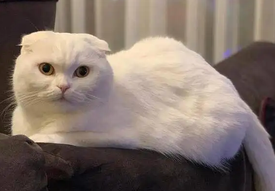 猫咪能有多耐寒，看这里