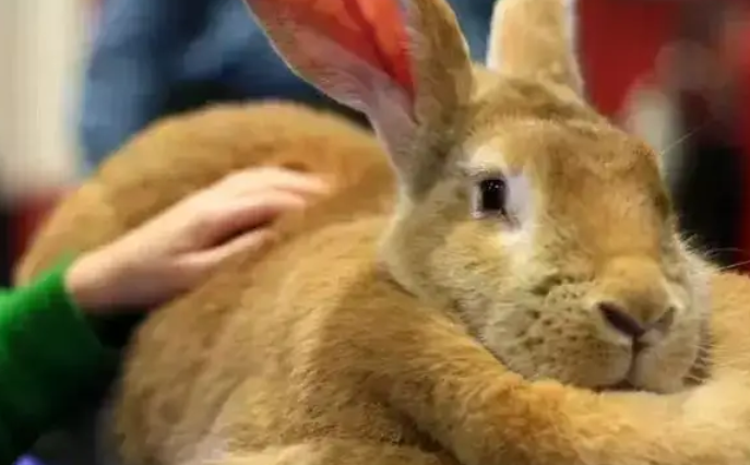 巨型花明兔几个饲养小技巧，快来GET吧！