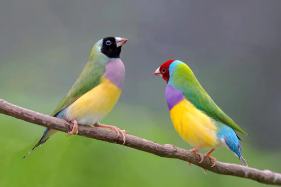 识别鸟的年龄：七彩文鸟年龄怎么看？