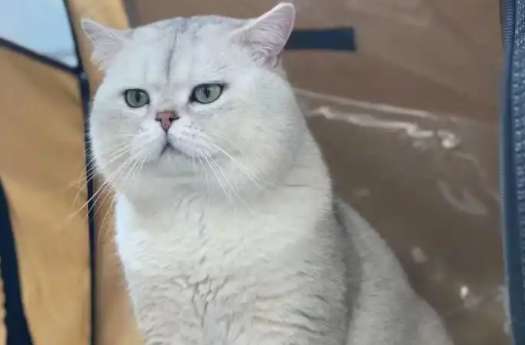 银渐层猫是什么品种？铲屎官们快来学一下！
