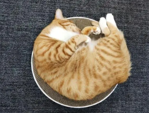 猫抓板、猫抓柱，哪种才是猫咪真爱？